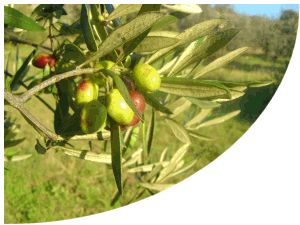 oliveti in Sabina